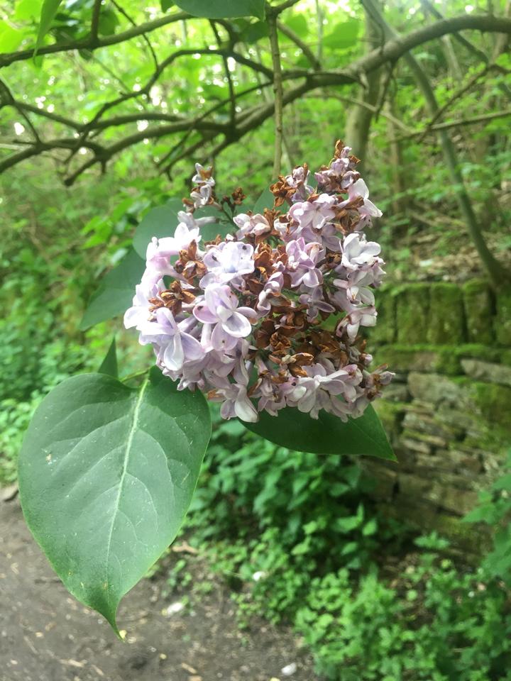 Common lilac with open flowers (pale purple) and spent flowers (brown)