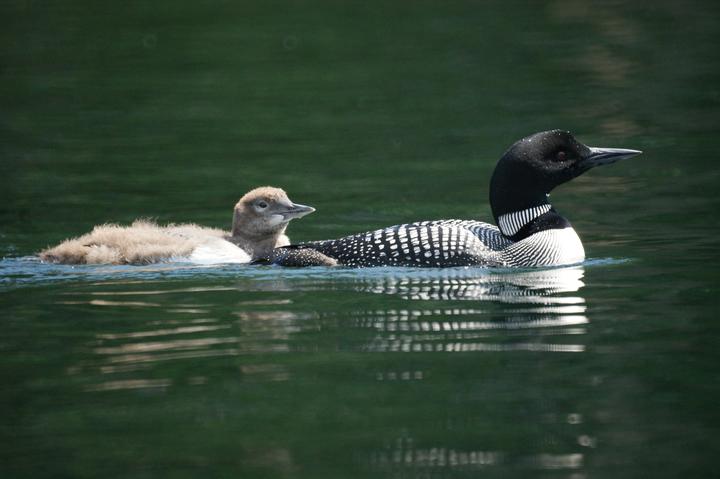 Common loon chick swimming behind an adult