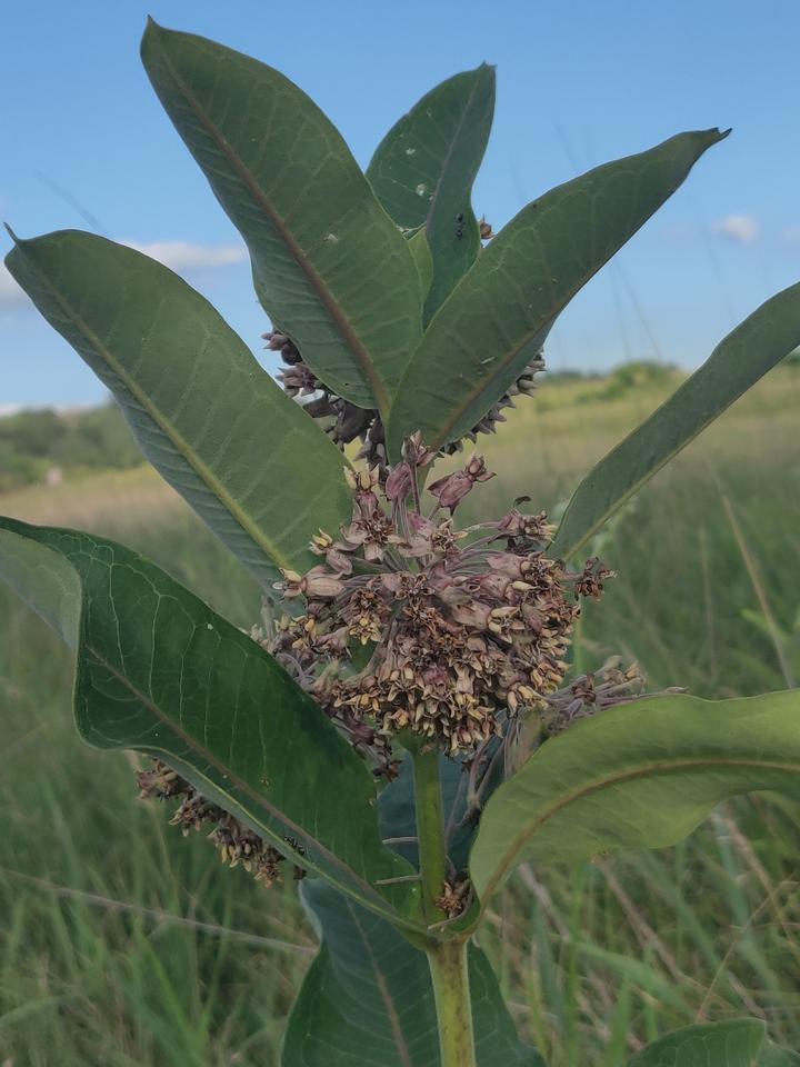 Spent flowers of the common milkweed are dry, wilted, and have browned in color.