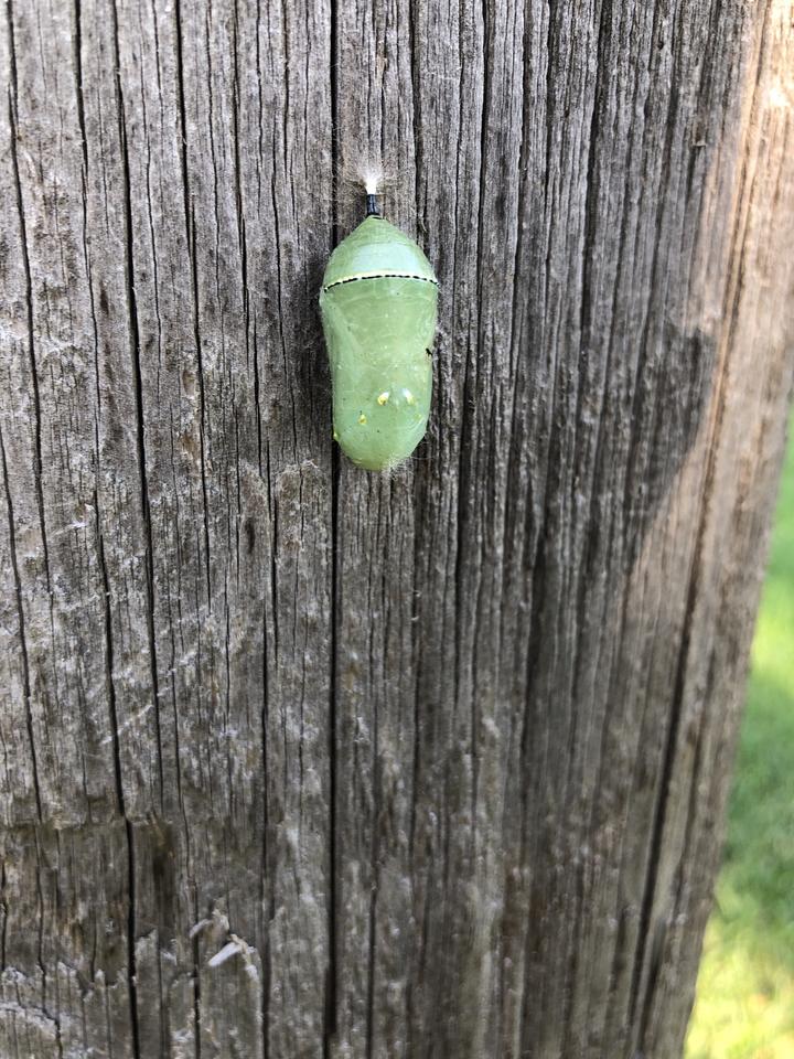 A bright green chrysalis hanging against an old wooden post