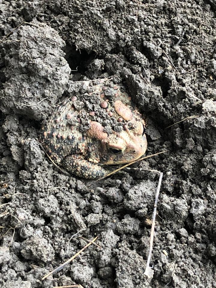 American toad is on the ground, partially burried in the soil