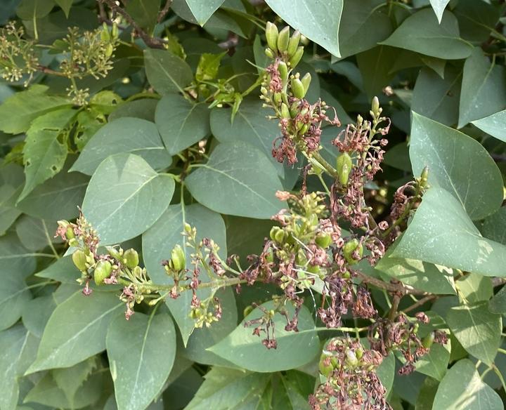 Common lilac with brown spent flowers and green unripe fruits