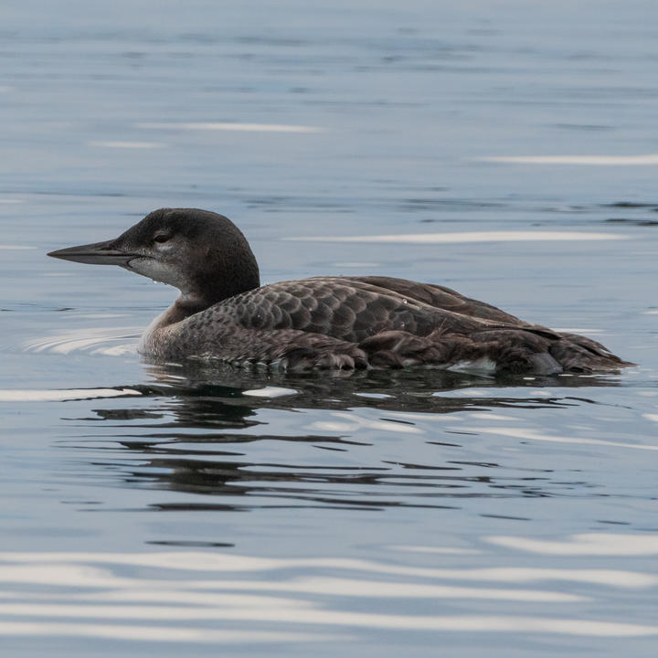 Common loon juvenile does not have the high-contrast spotted breeding plumage.