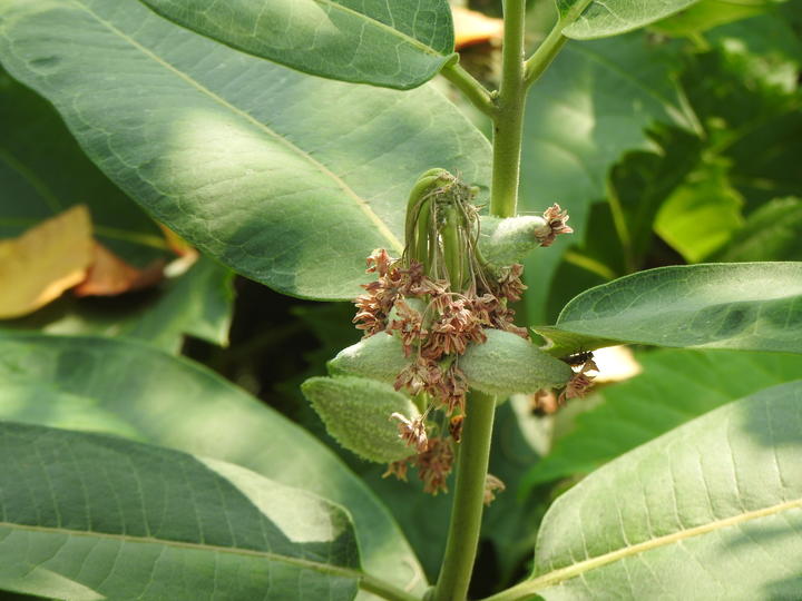 Common milkweed's fruit are tear-drop shaped pods. Some very small pods form at the base of spent flowers.