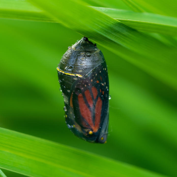 Monarch wing is visible inside a transparent chrysalis