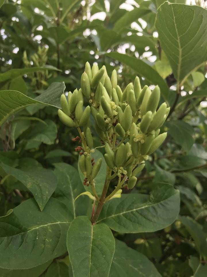 Unripe fruit of the common lilac are green and shaped like large grains of rice.