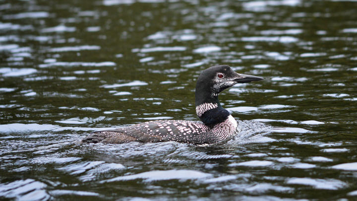 Common loon molting into winter plumage. Face shows more white than typical breeding plumage.