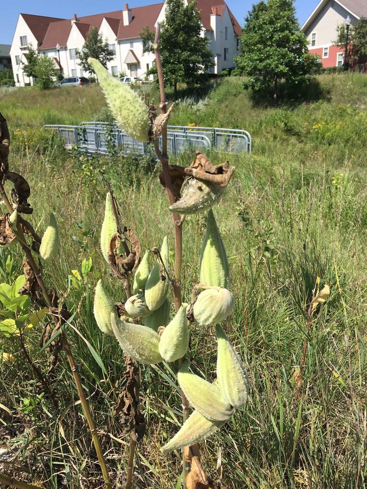 Common milkweed pods are pale green. The plant has lost its leaves. Observed in the month of August