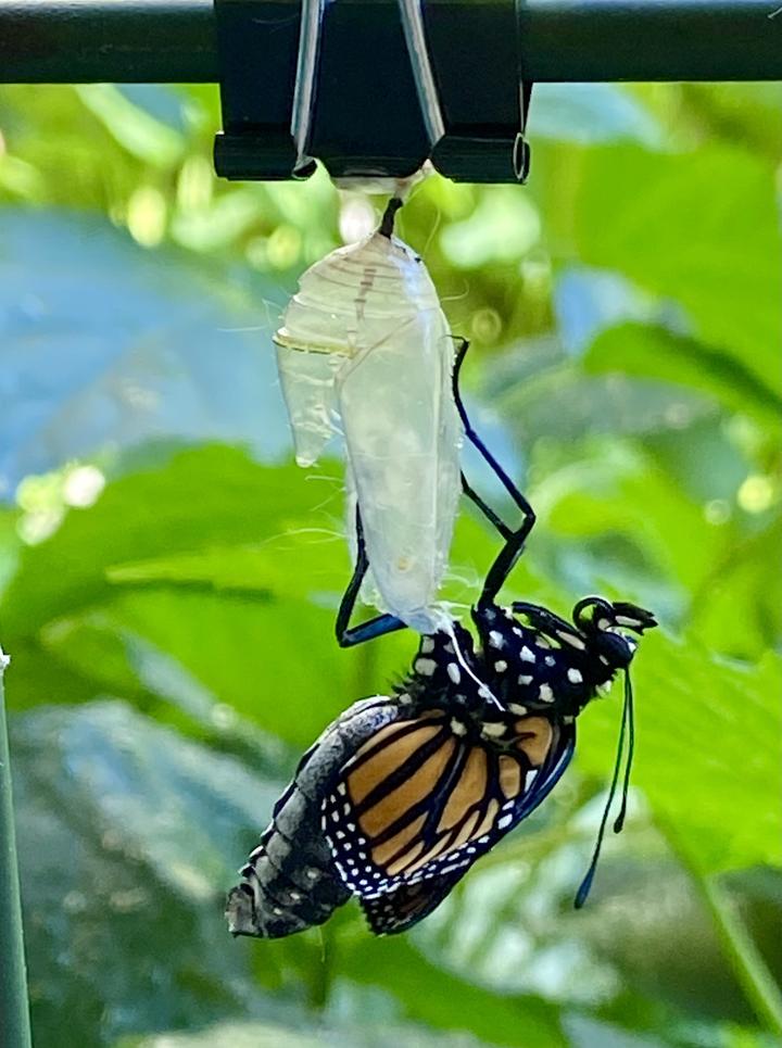 Monarch adult emerging from a chrysalis, its wings are not yet expanded.