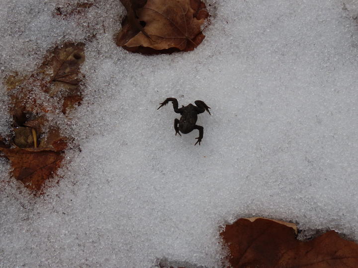 American toad on snowy ground. This toad will need to dig into the soil in order to survive.