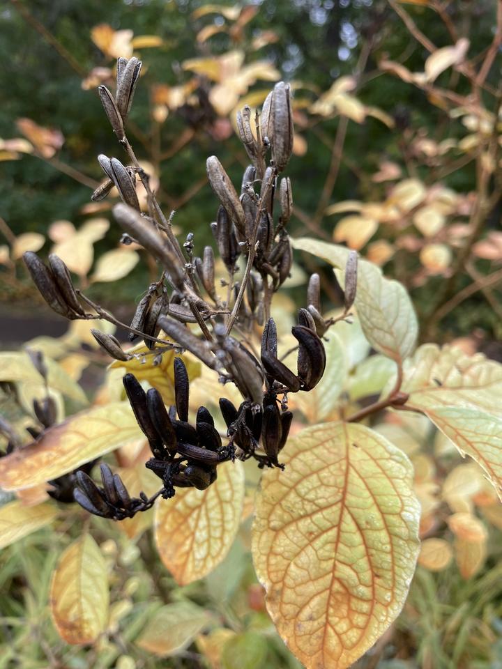 Common lilac with colored leaves (yellow and orange) and ripe fruit (dark brown)