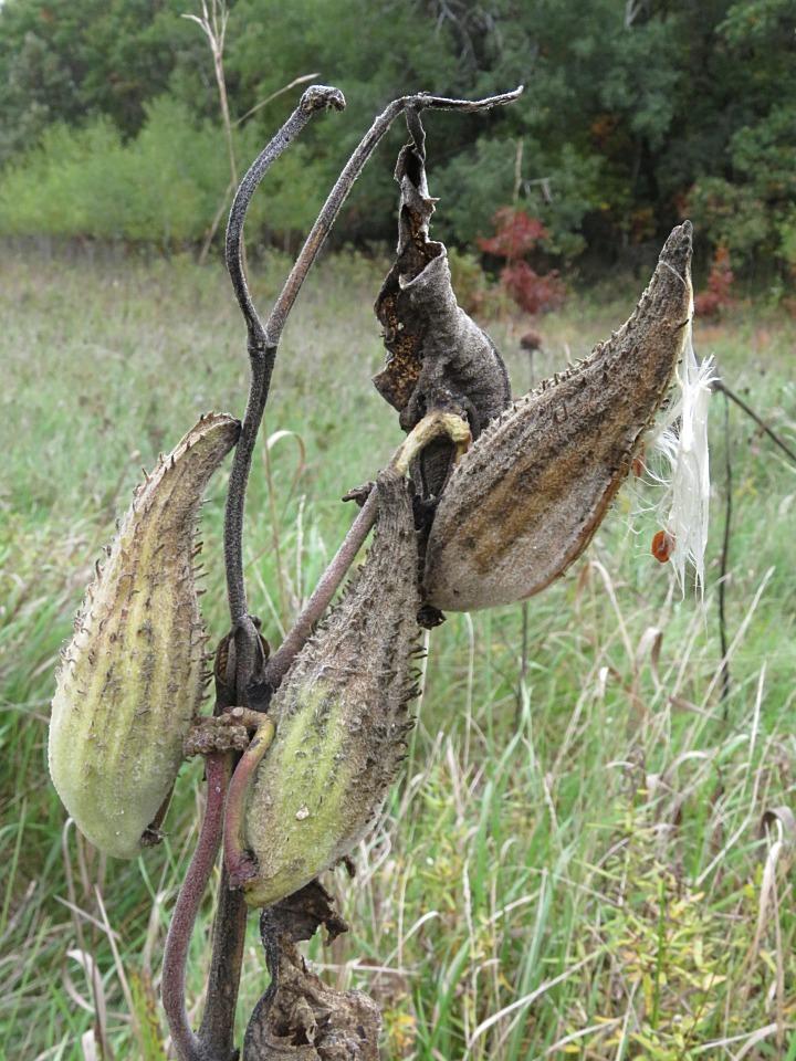 Three milkweed pods change color as they ripen. These pods are pale green (at the base) to brown (at the tips).
