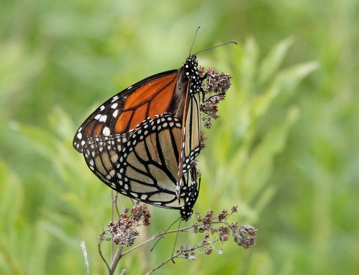 Two monarchs mating, perched on a plant with green background