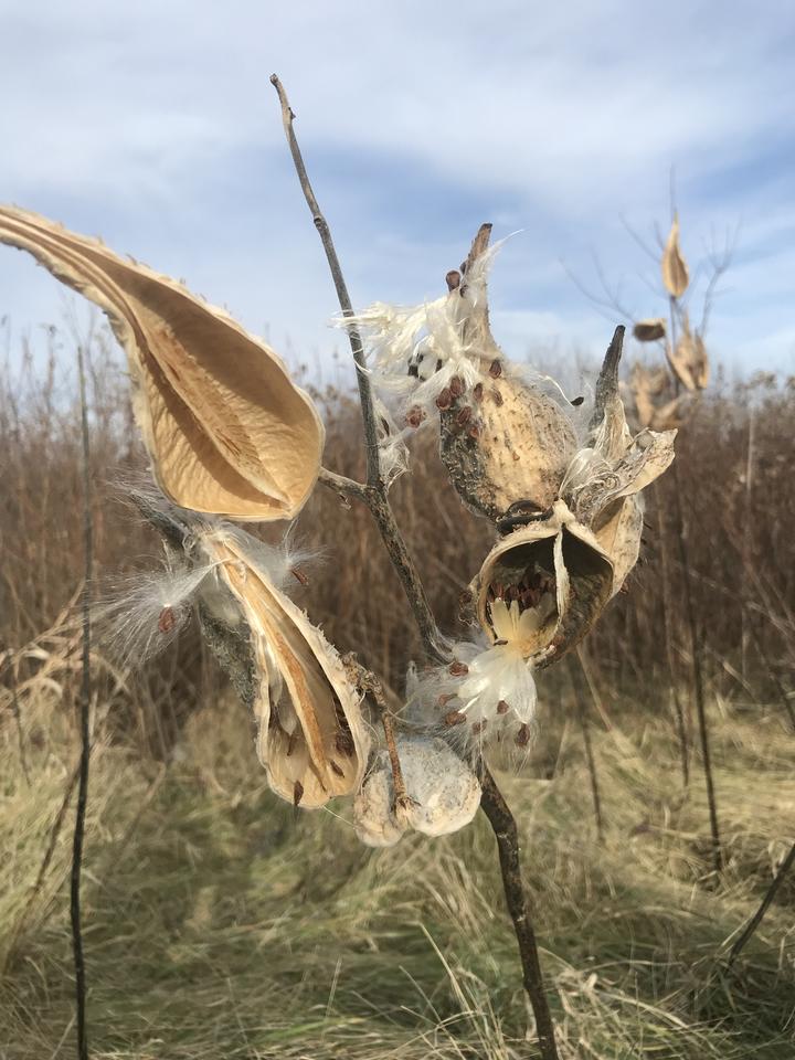 When common milkweed pods are ripe, they split open. Seeds with wispy plumes are released into the environment and can drift on the wind.