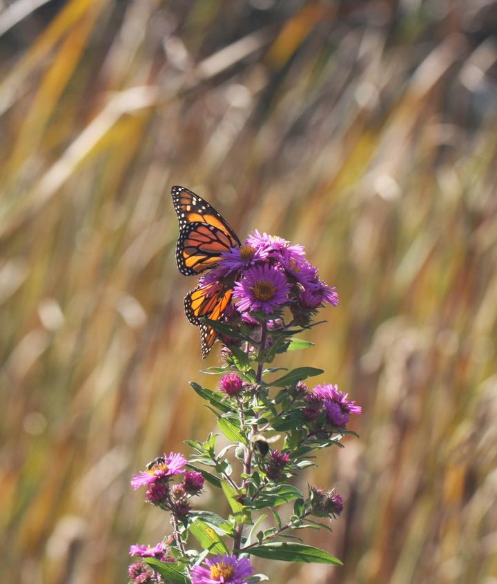 Monarch on an aster flower with fall colors in the background