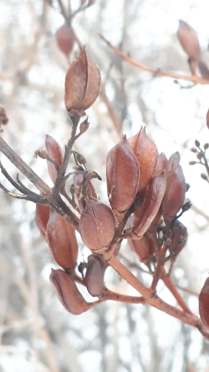 Close up of lilac fruits that are ripe (rich reddish-brown color)