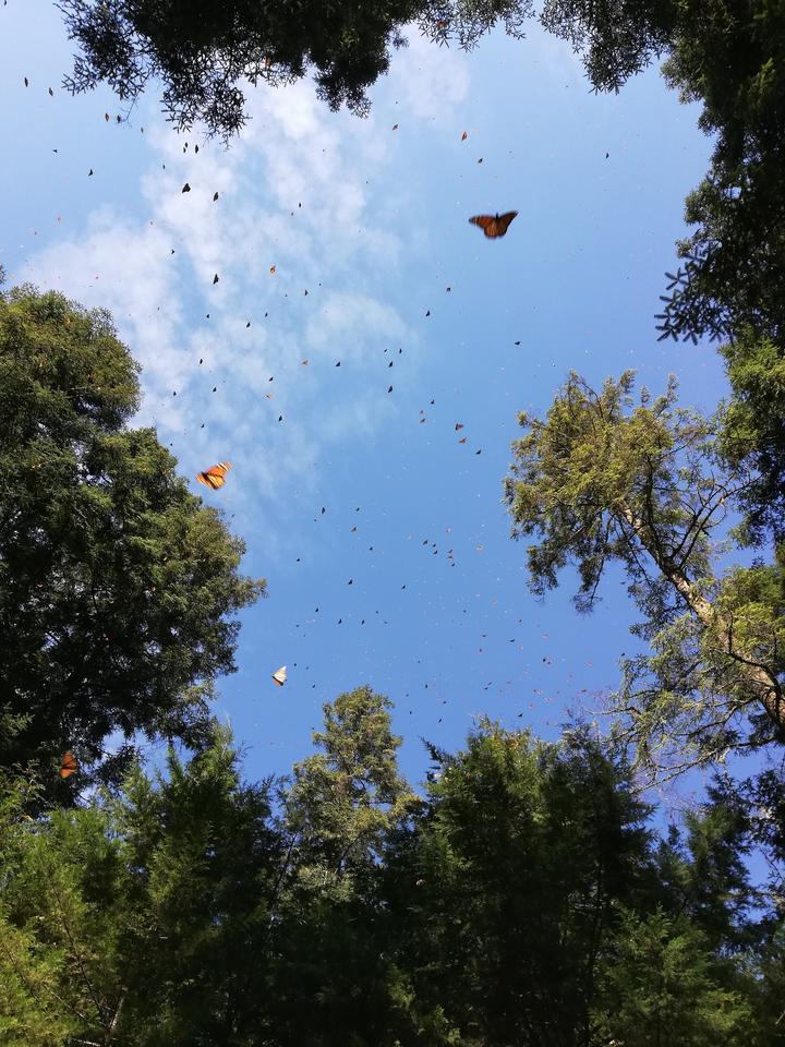 Many monarchs flying in a conifer forest, arriving to their wintering grounds in Mexico.