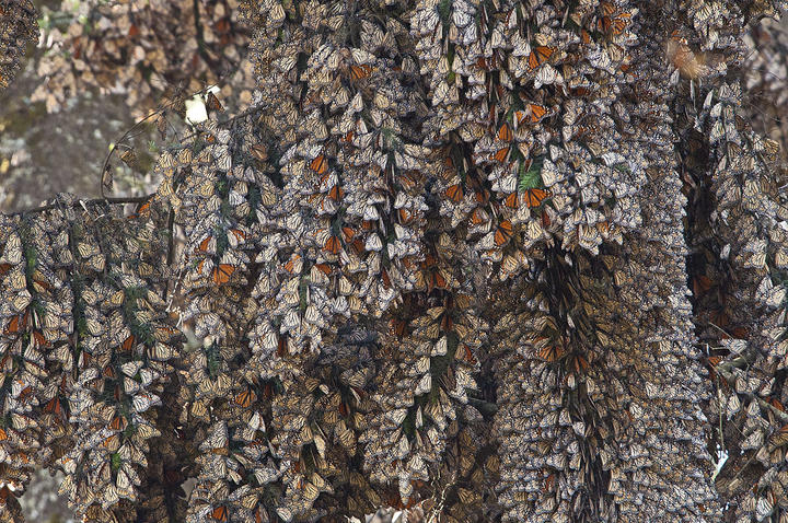 Thousands of monarchs hang from the boughs of a tree where they spend the winter in a state of low energy.