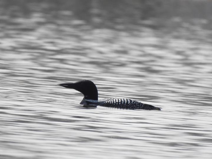 One common loon on the water
