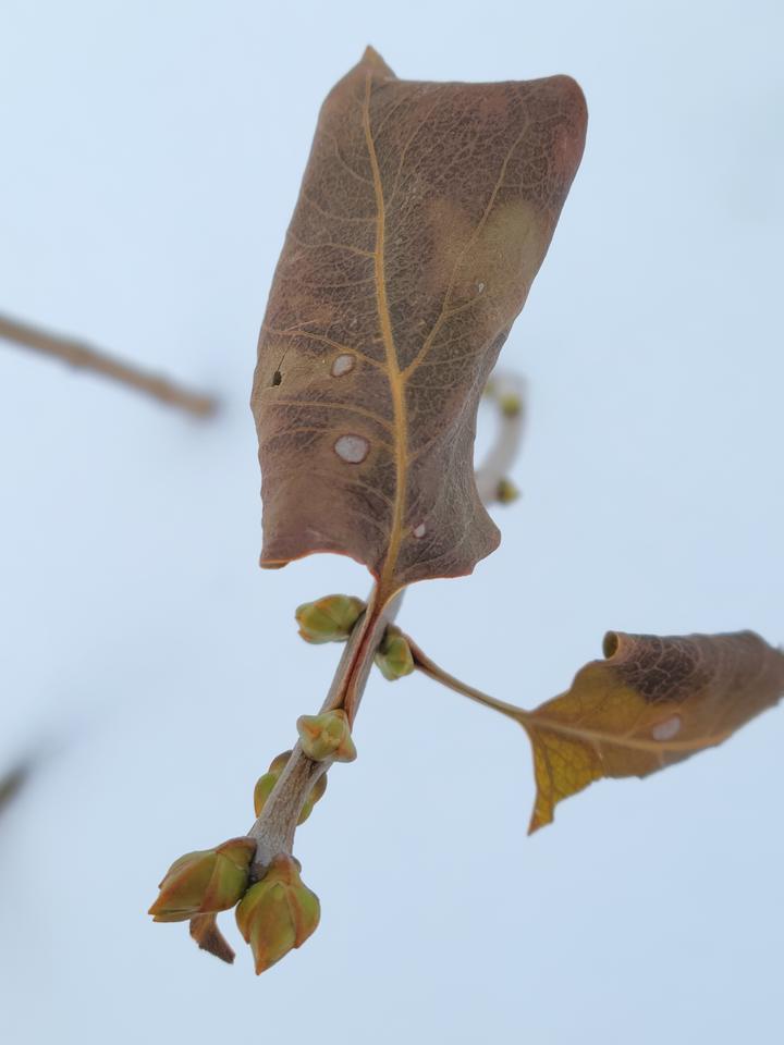 Common lilac with small leaf buds expanding