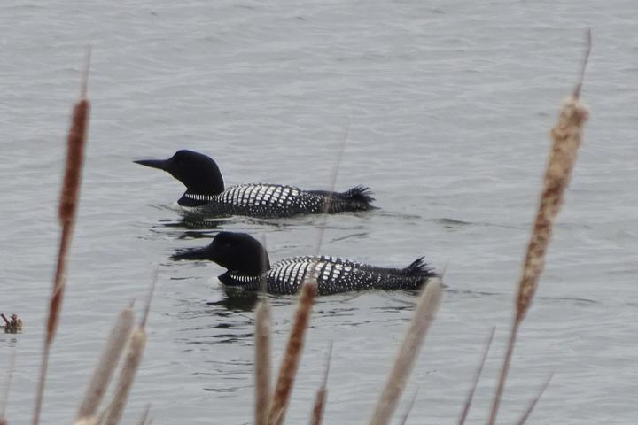 Two adult common loons on the water
