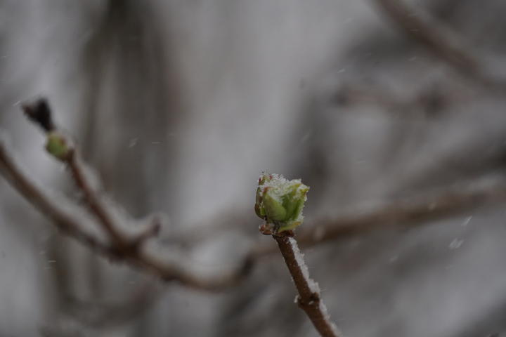 Common lilac with breaking leaf buds - snow in the background.