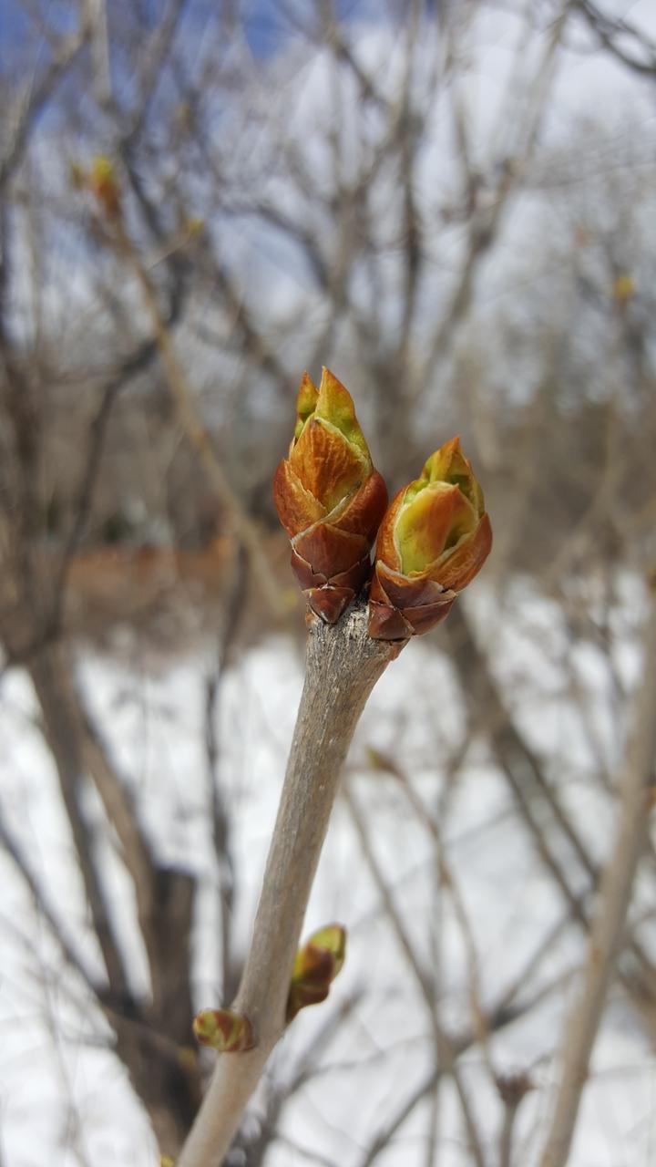 Common lilac with leaf buds