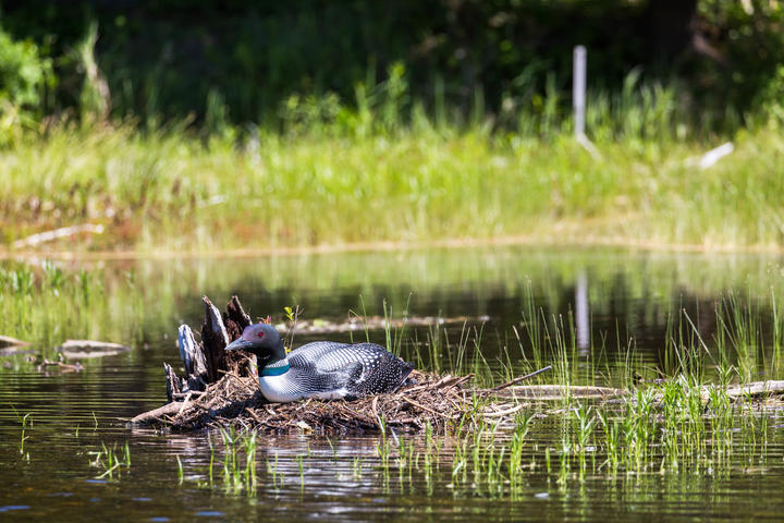 Common loon on a nest surrounded by water