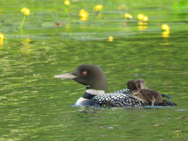 Adult common loon with two chicks on its back