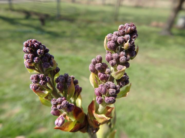Common lilac with closed flower buds