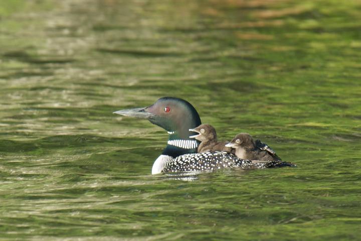 Common loon with two chicks on its back
