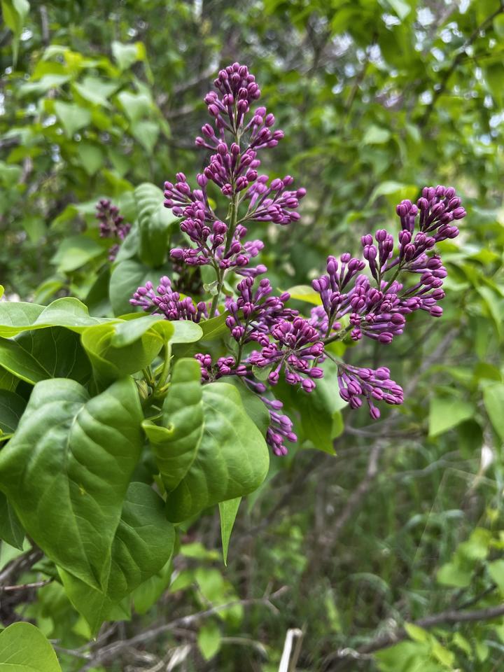 Common lilac with flower buds (both closed and open)