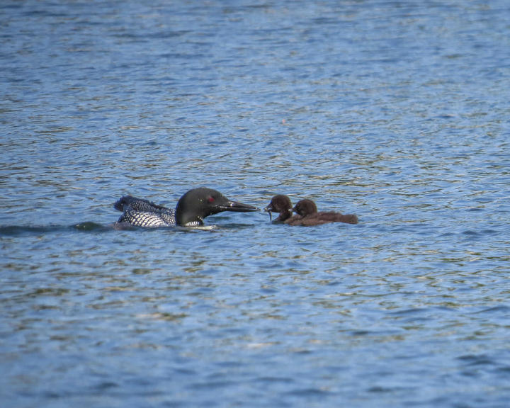 Common loon parents with two chicks