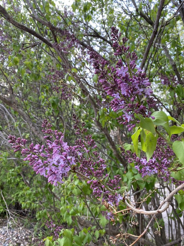 Common lilac with open flwoers and closed flower buds