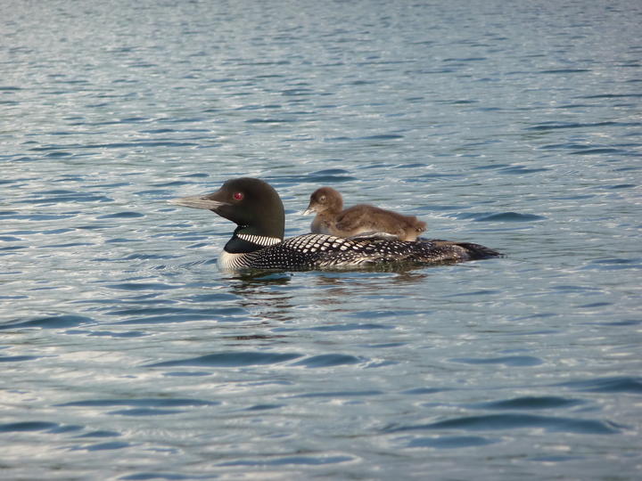 Common loon with one chick on its back