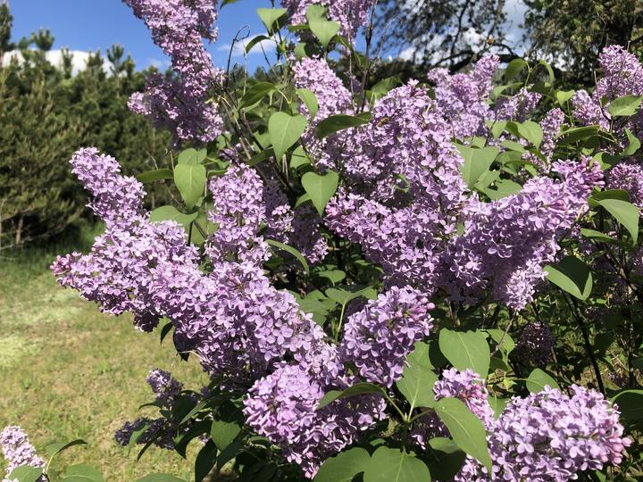 Common lilac | Season Watch