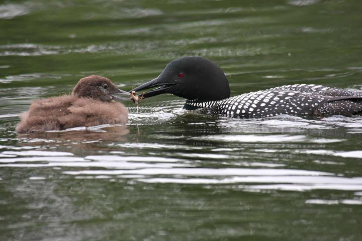 Common loon parent feeding a chick