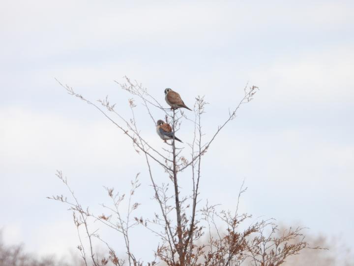 Pair of American kestrels perched together in leafless tree, observed in the month of March