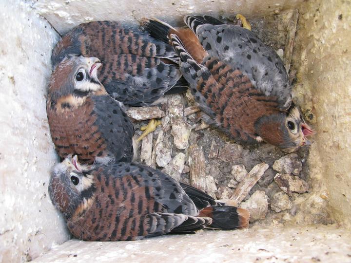 Four American kestrel young in a nest box, observed in the month of June