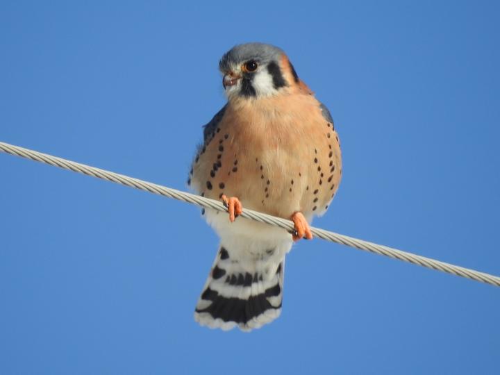 American kestrel on a wire against a brilliant blue sky. Observed in the month of November.