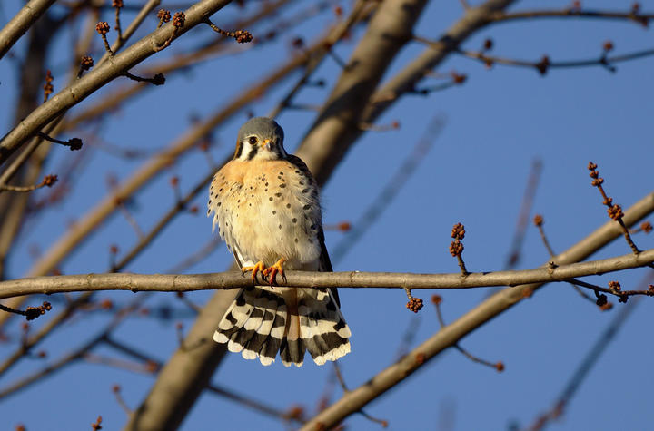 American kestrel perched on a branch with buds, no leaves. Observed in the month of February.