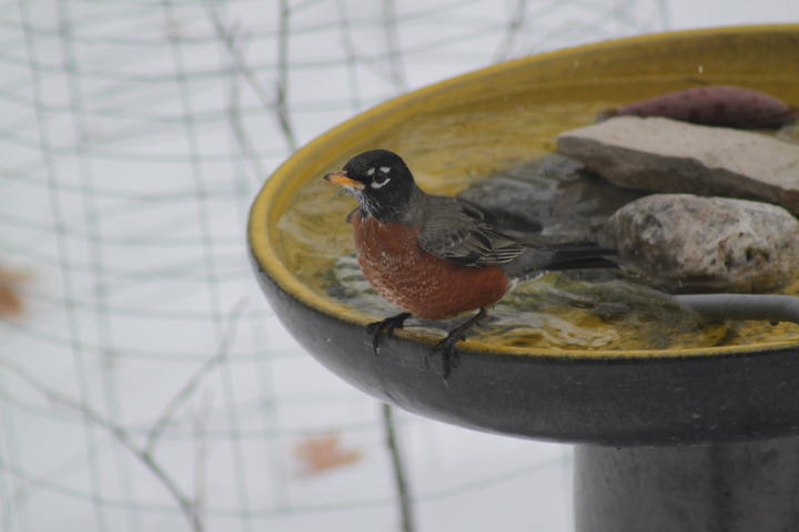 American robin at a bird bath in a snowy scene. Observed in the month of January.