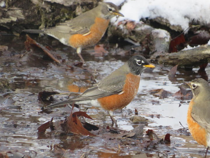 Three American robins on the ground, near open water. Observed in the month of January.