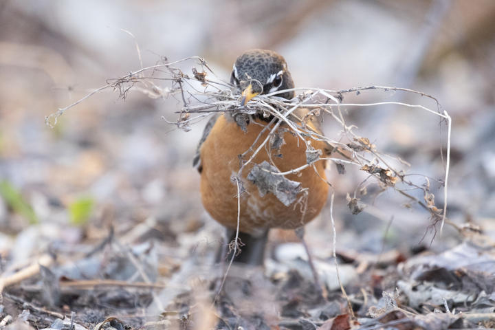 American robin with nesting material in its bill. Observed in the month of April.