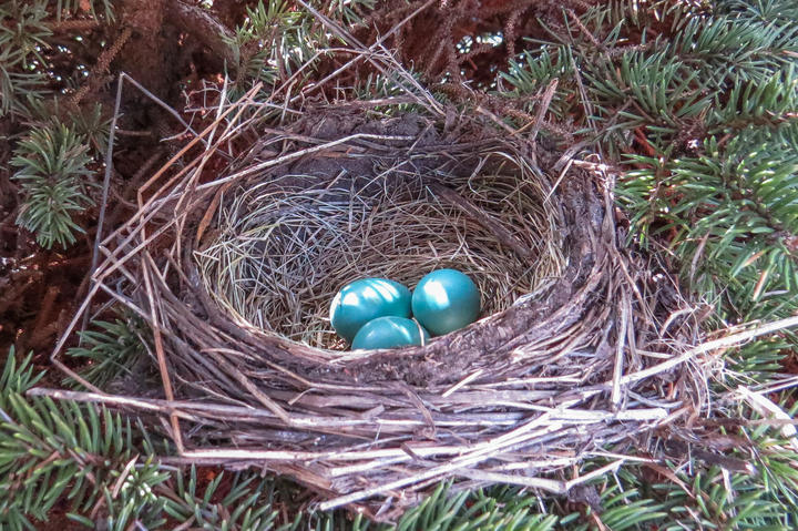 American robin's nest contains three aqua blue eggs. Observed in the month of April.