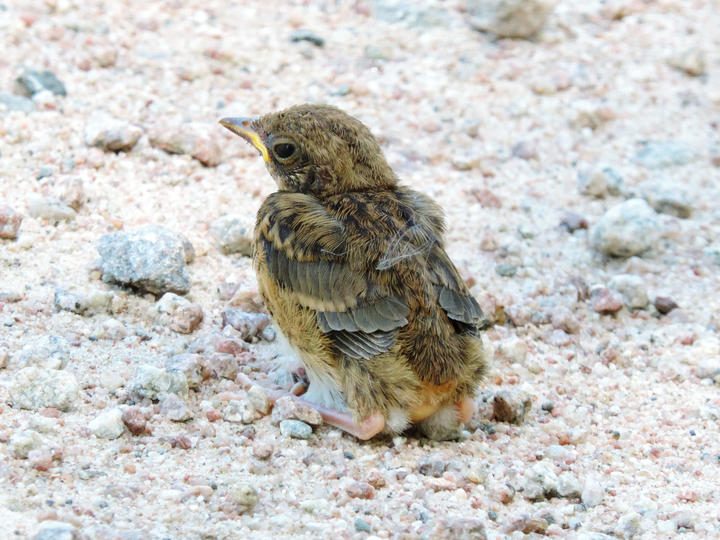 American robin fledgling with incompletely formed feathers. On the ground. Observed in the month of June.