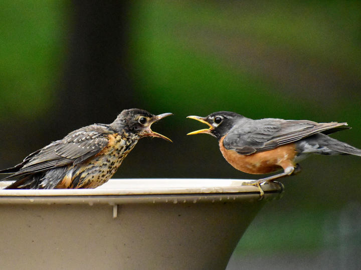 American robin adult and young at a bird bath. Observed in the month of July.