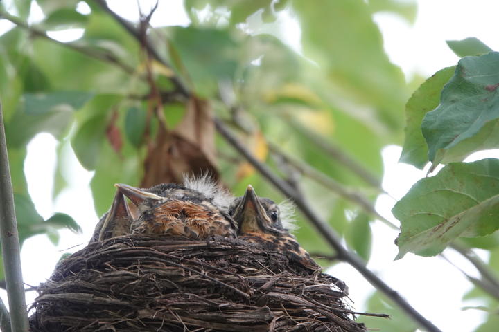 American robin nestlings begging to be fed. Observed in the month of July.