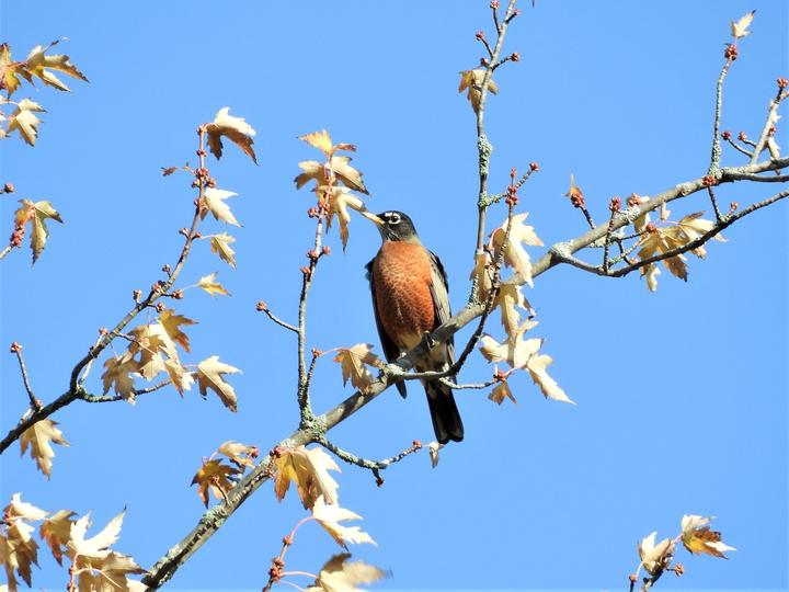 American robin on a silver maple branch with yellow leaves. Observed in the month of October.