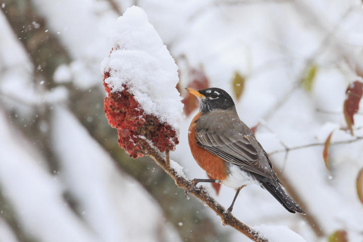 American robin in a wintery scene on a branch of sumac. Observed in the month of November.